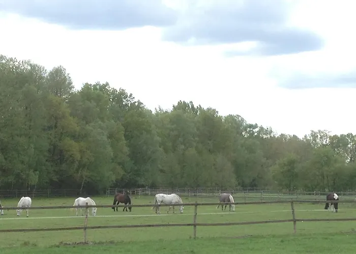 Pensjonat Stilvolle Gaestezimmer Auf Romantischem Pferdehof Rehagen
